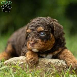 Fawn, Cavapoo Puppy